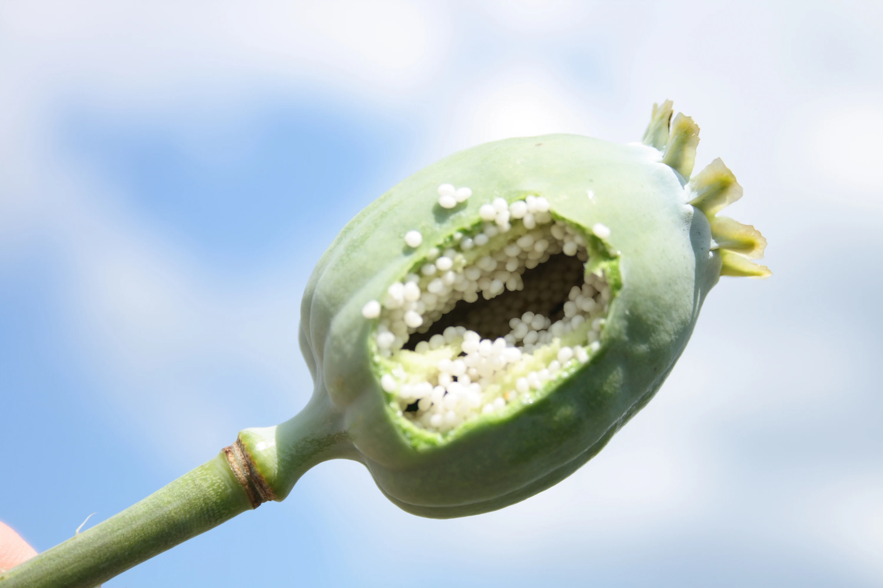 High Class White Poppy Seeds