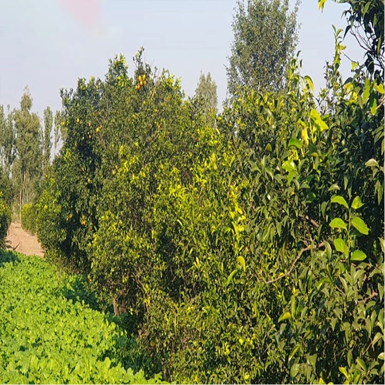 fresh oranges sweet orange mandarin
