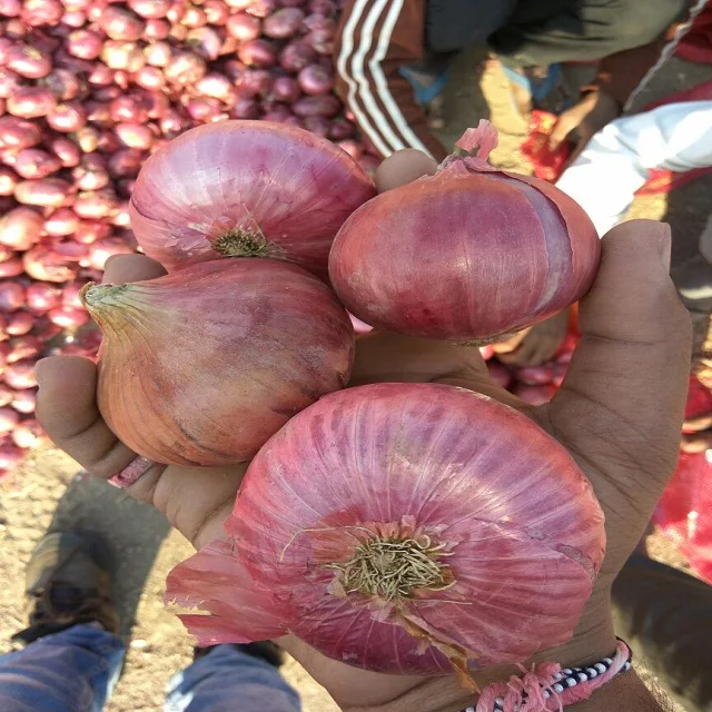 Натуральный и органический красный лук от индийского поставщика