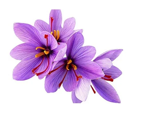 
Saffron (Crocus Sativus) Natural Organic Mongra Saffron Extract Fresh Kesar To Consume 