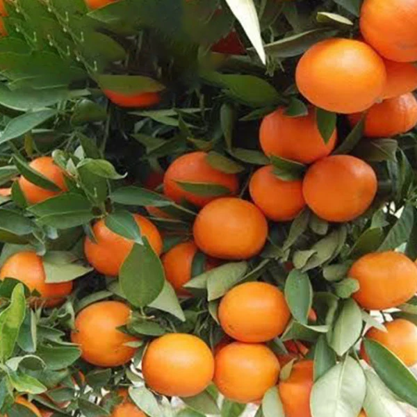 fresh mandarin orange/Citrus fruit Kinnow orange from Pakistan 100% Sweet