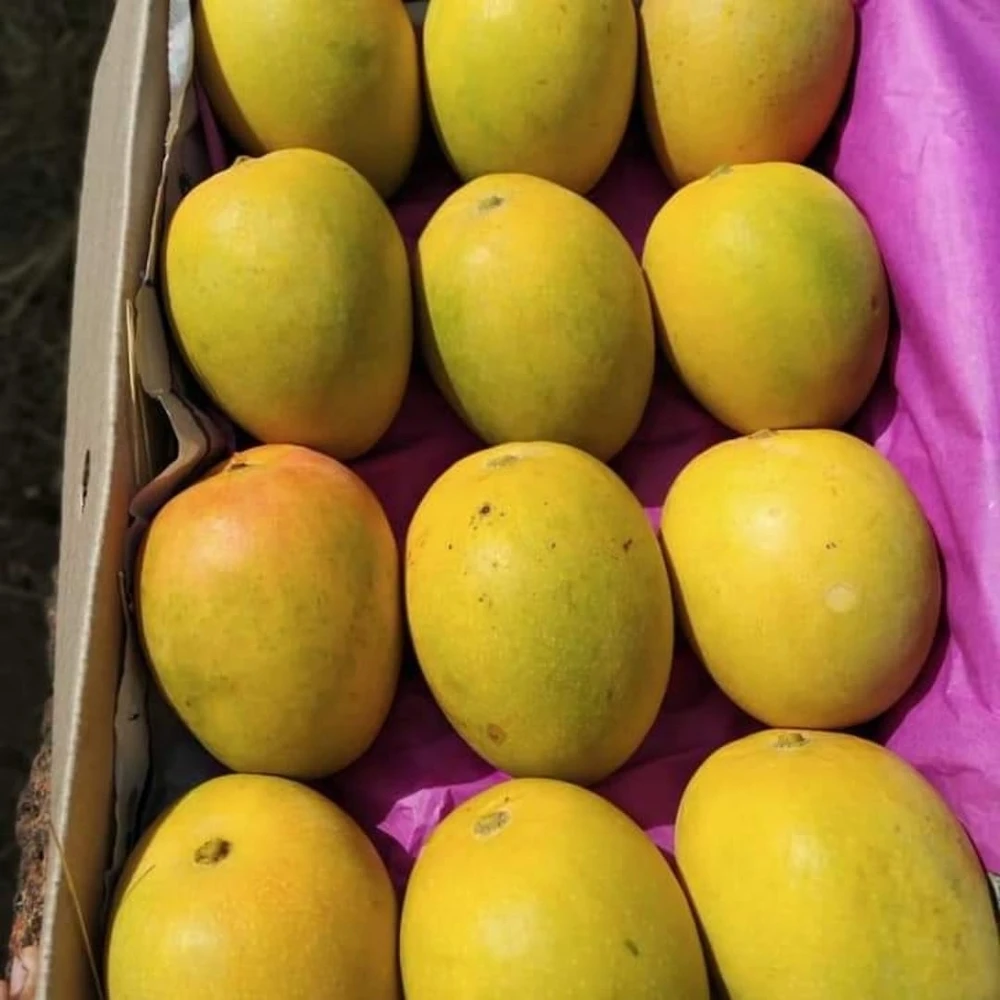 Best Healthy Fresh Alphonso Mango Fruit Premium Quality Ready Supply/Where To Buy Fresh Golden Mango Fruit 10 kg