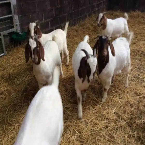 
Live boer goats for sale 