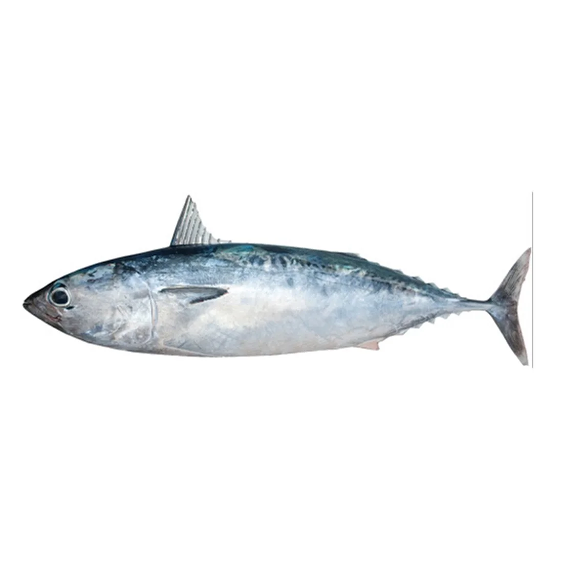 Пулевидный тунец по лучшей цене на вьетнамском рынке