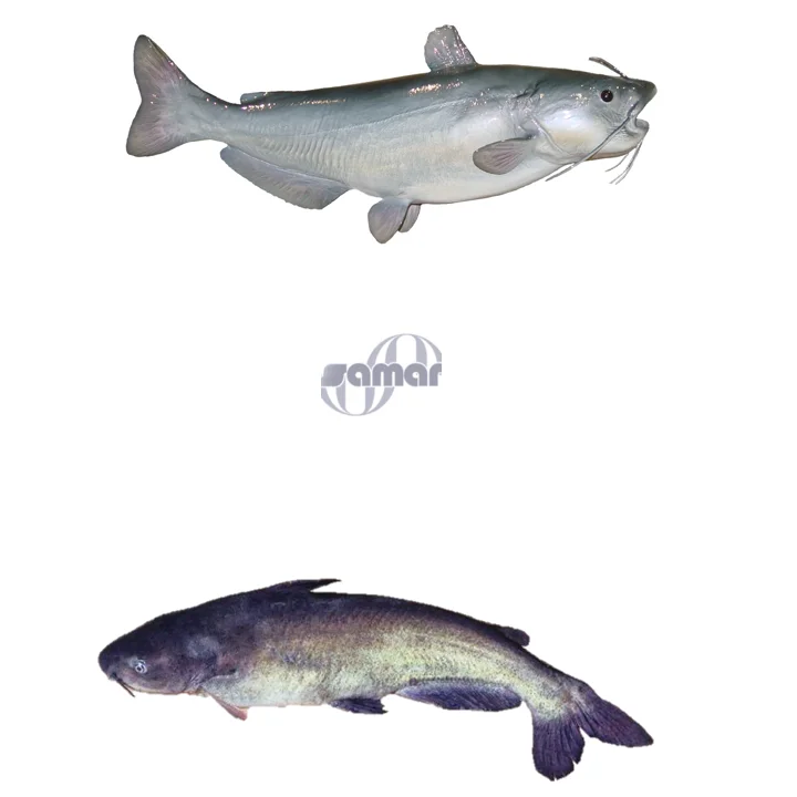 
Frozen Blue Catfish, Fresh Wholesale Seafood 2020 from Vietnam 