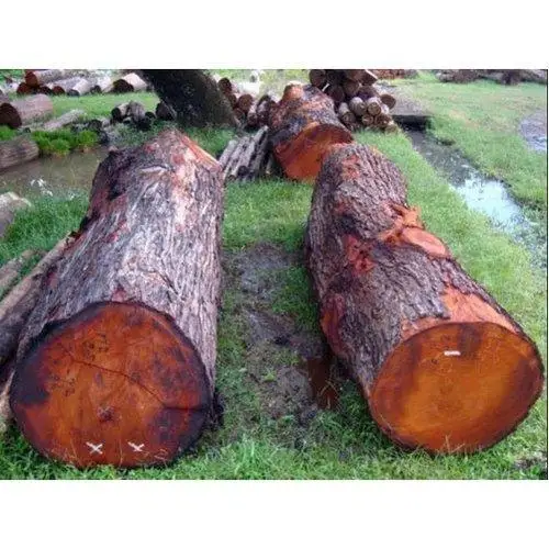Teak wood round log 40+ cm diameter