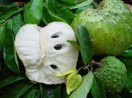 
Whosale Fresh Soursop Fruit Premium from Vietnam/ Sweet and sour taste Fruit. 