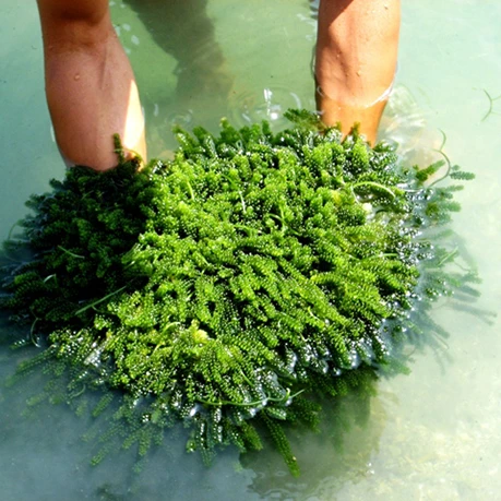 FRESH SEA GRAPES/ LATO / FOR SASHIMI / CANADIAN MARKET ( MS. NESSA +84 896611913 )