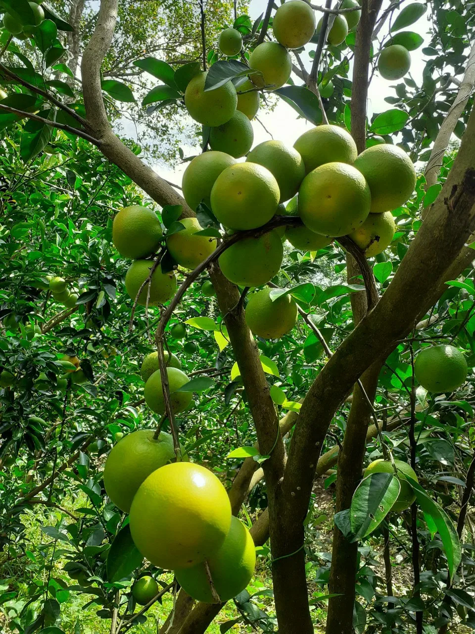 Top Seller Mild Sweet Taste King Mandarin With High Quality And Good for Health Export From West Of Vietnam