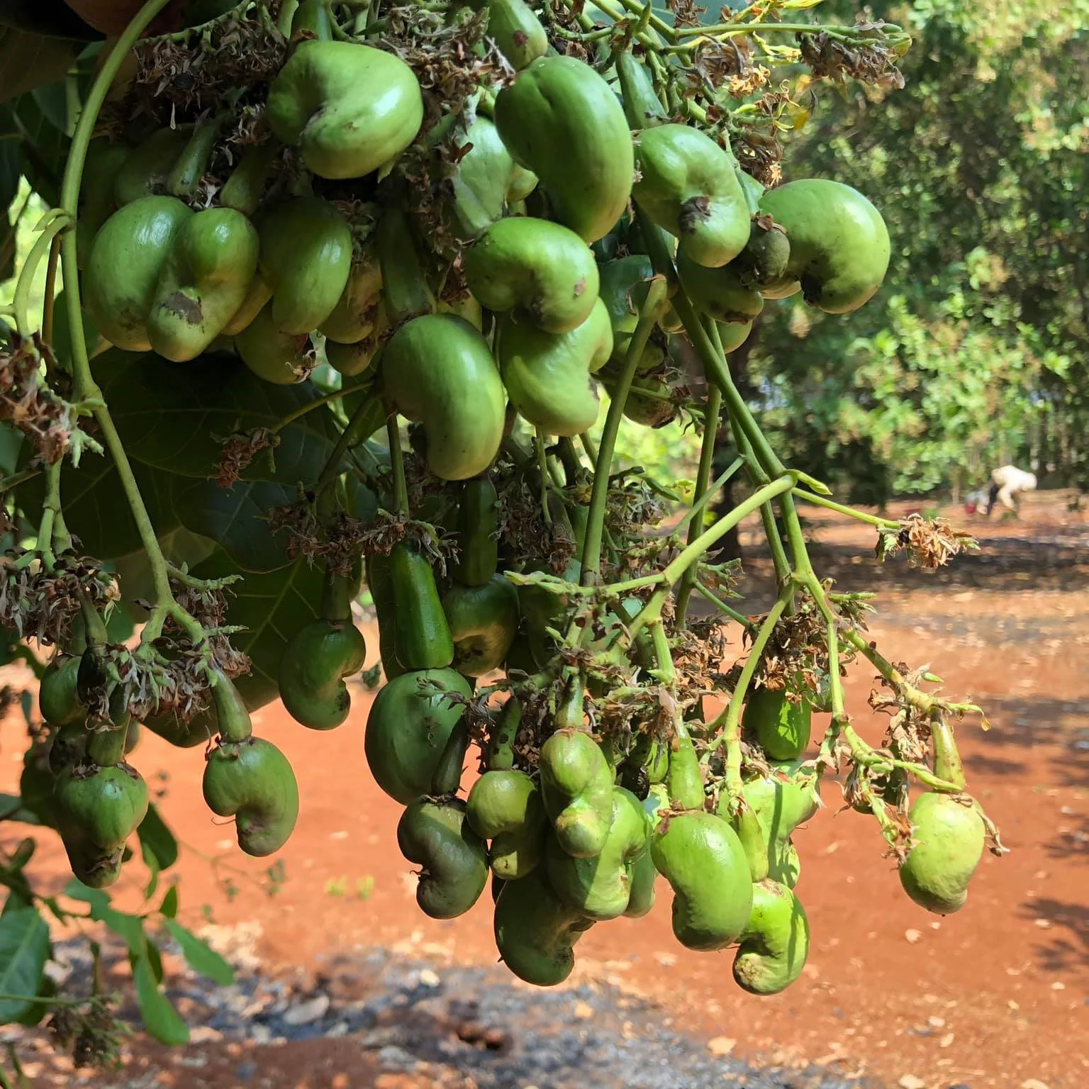 
Cashew Nuts with all type are available (W180 W240 W320 W450) for wholesale from Vietnam - W240 