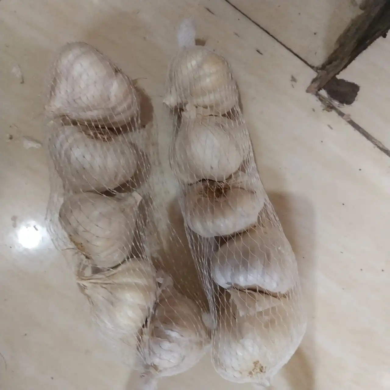 
ONLINE GARLIC SEEDS AVAILABLE Honduras 