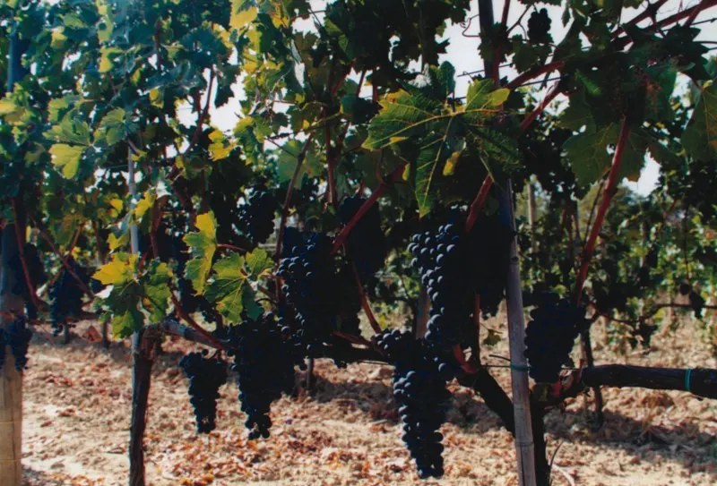 TOP QUALITY ITALIAN RED WINES SET BRUNELLO DI MONTALCINO DOCG RISERVA 2013 AND BRUNELLO DOCG MAGNUM