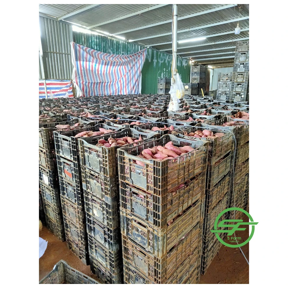 Свежий вьетнамский сладкий картофель по хорошей цене горячая Распродажа высокое качество 100% из Вьетнама