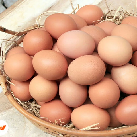 Лучшее качество, доступны свежие куриные яйца