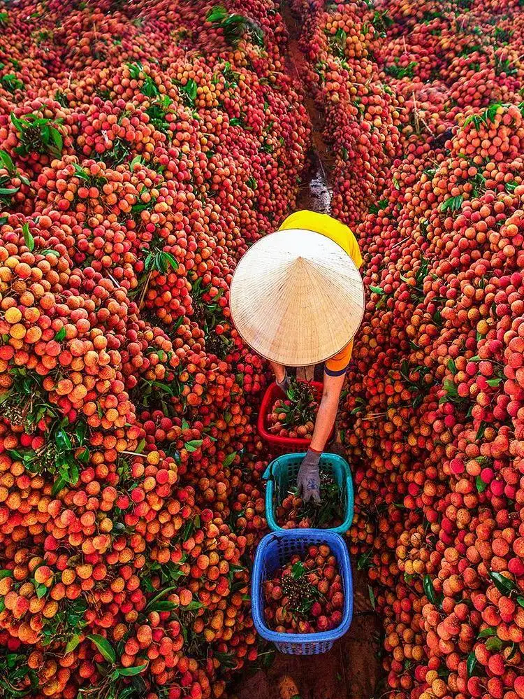 
Lychee Seedless Fresh Lychees High Quality From Viet Nam//JESSE +84359443043 