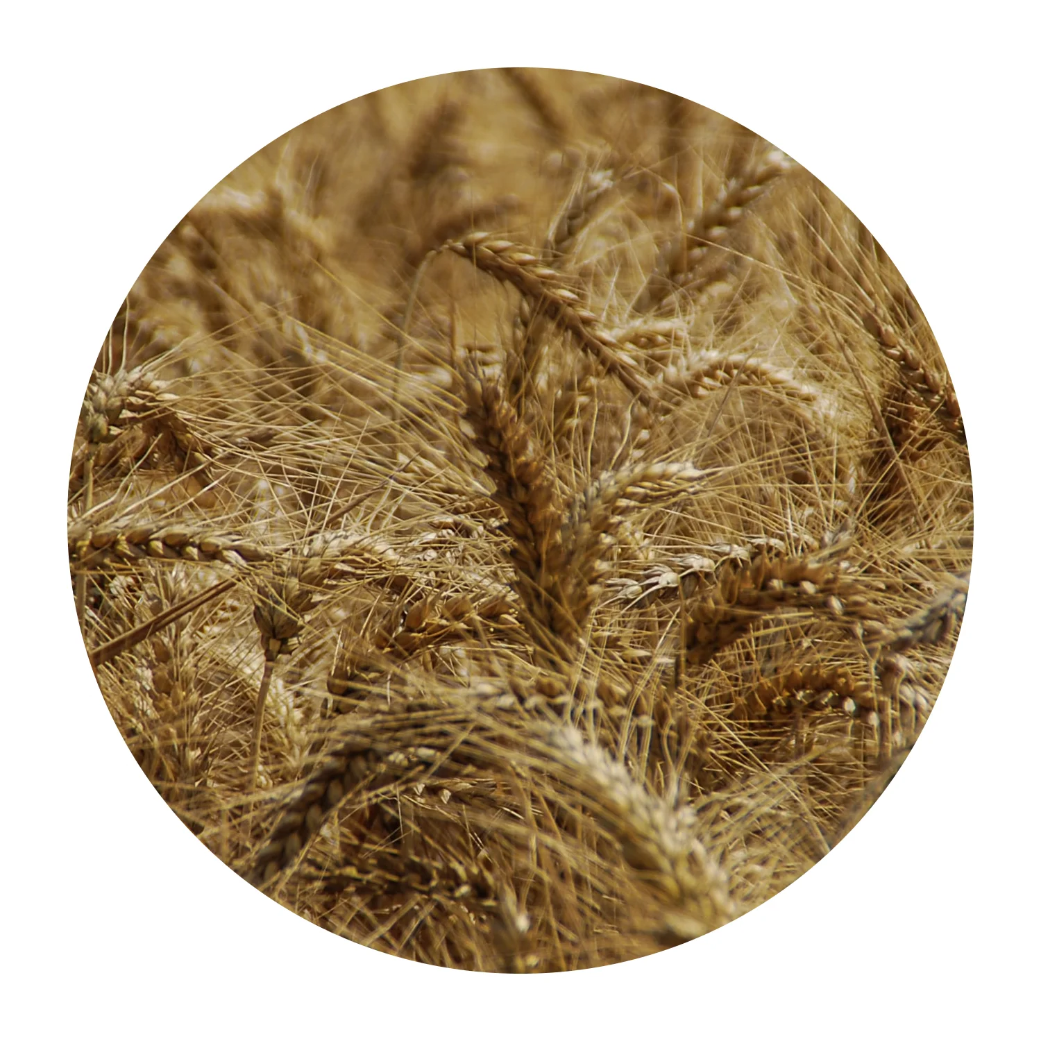 
Органический желтый ячмень 500MT 