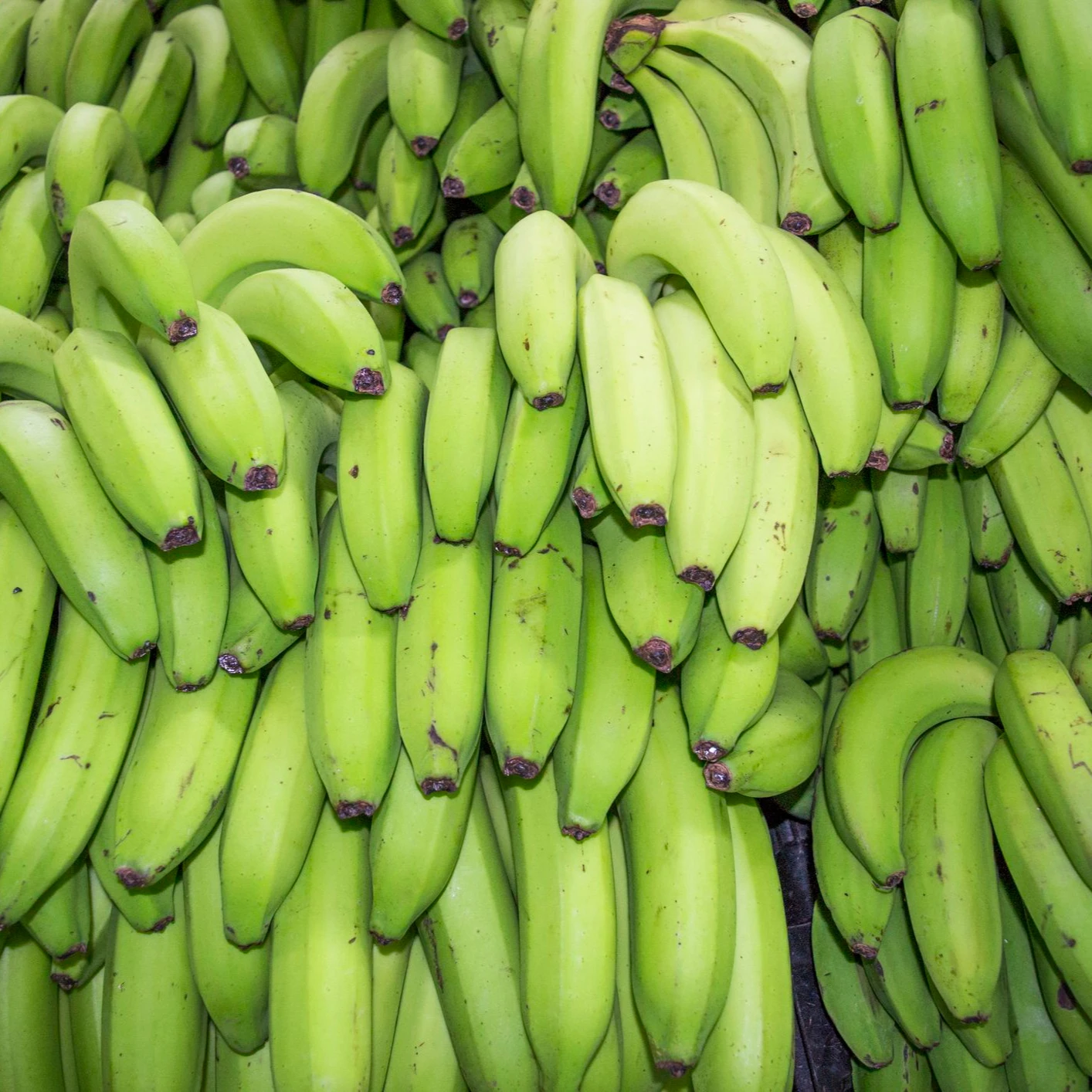 Finest Quality Big Size Fresh  Green Banana (Musa paradisiaca) 100% Exportable In Wholesale Price From India.