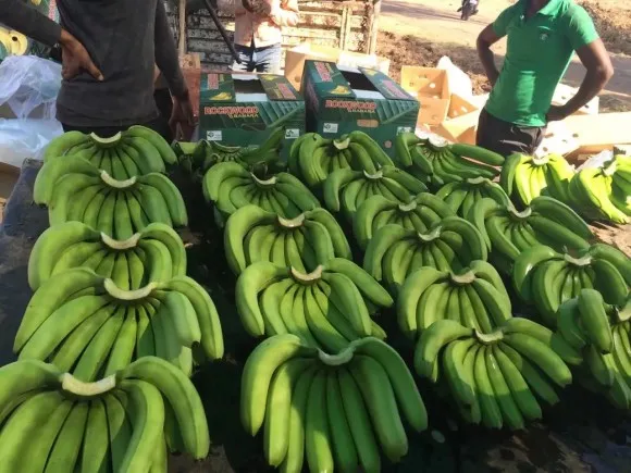 Cavendish Banana at Best