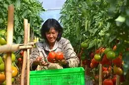 Красный свежий томат высокого качества для экспортера из Вьетнама