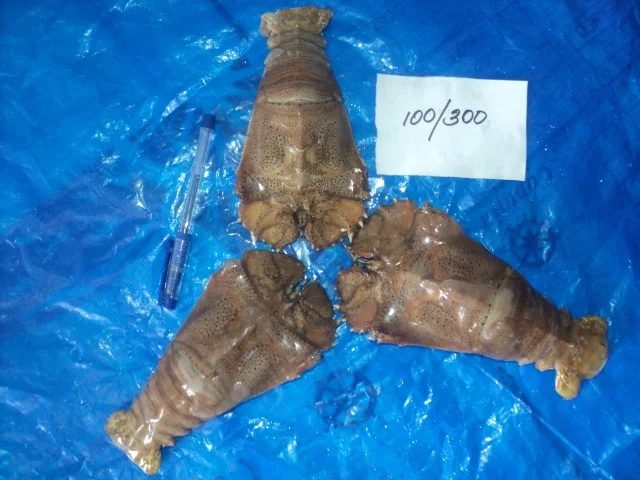 
FROZEN SAND LOBSTER 