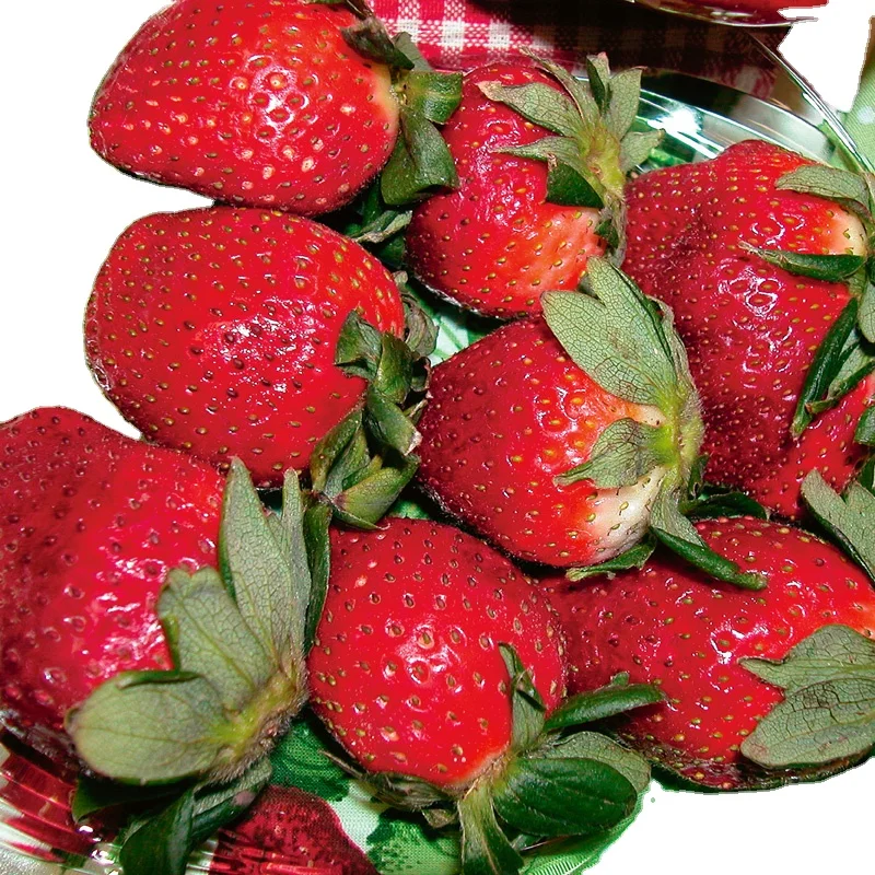 Best top best Quality Fresh Strawberry Frozen Strawberry blue Berries Fresh Berries Fruits