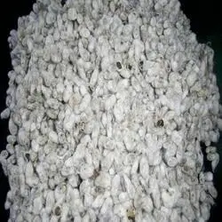White Seeds White White Sesame Seeds Factory Cheap Price Hulled White Sesame Seeds