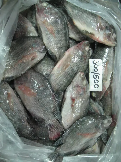 FROZEN TILAPIA WHOLE ROUND