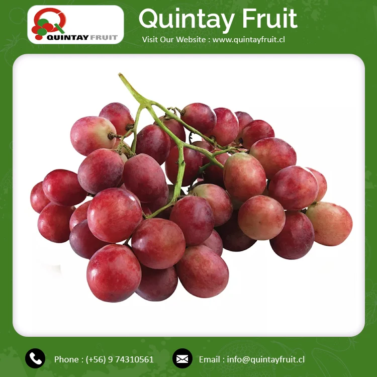 Crimson Seedless Grapes Best Quality Red Grape Seedless Fresh Grape Fresh Fruit Crimson Seedless