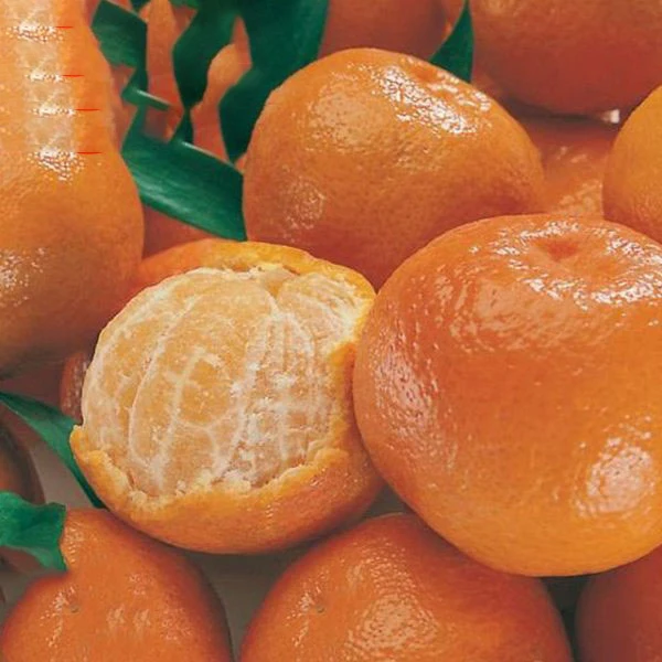 wholesale fresh mandarin Kinnow orange manufacturers