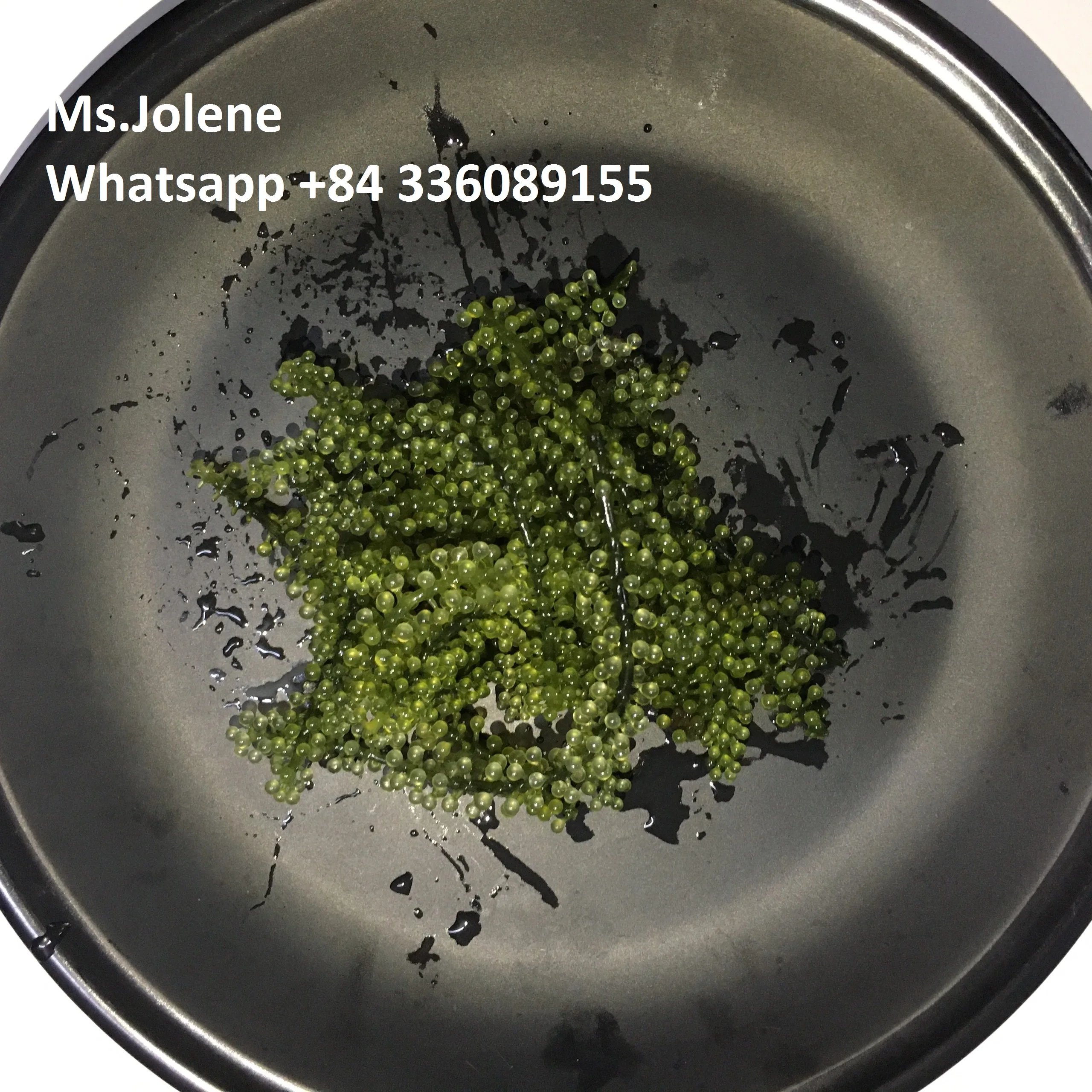  Натуральный лато морской виноград хорошего качества сделано во Вьетнаме // JOLENE + 84 336089155