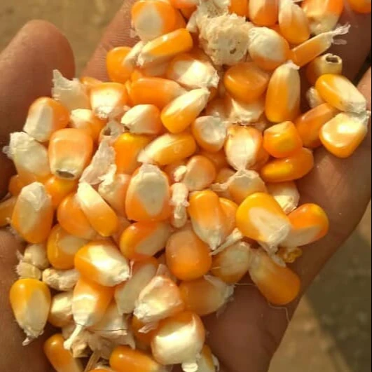 superior quality Yellow Corn Grain