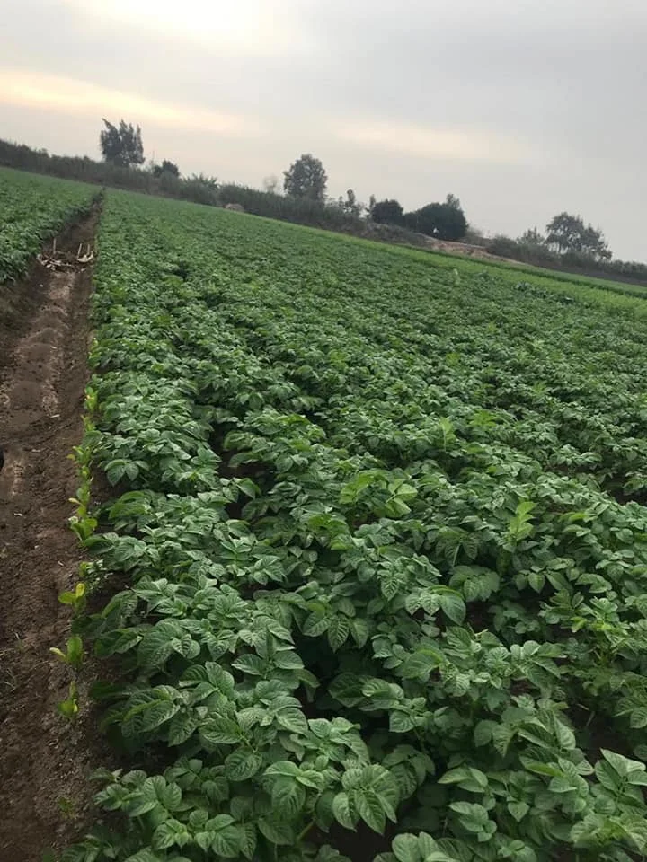 2022 новый урожай дешевая цена высокое качество экспорт Натуральный Свежий сладкий картофель