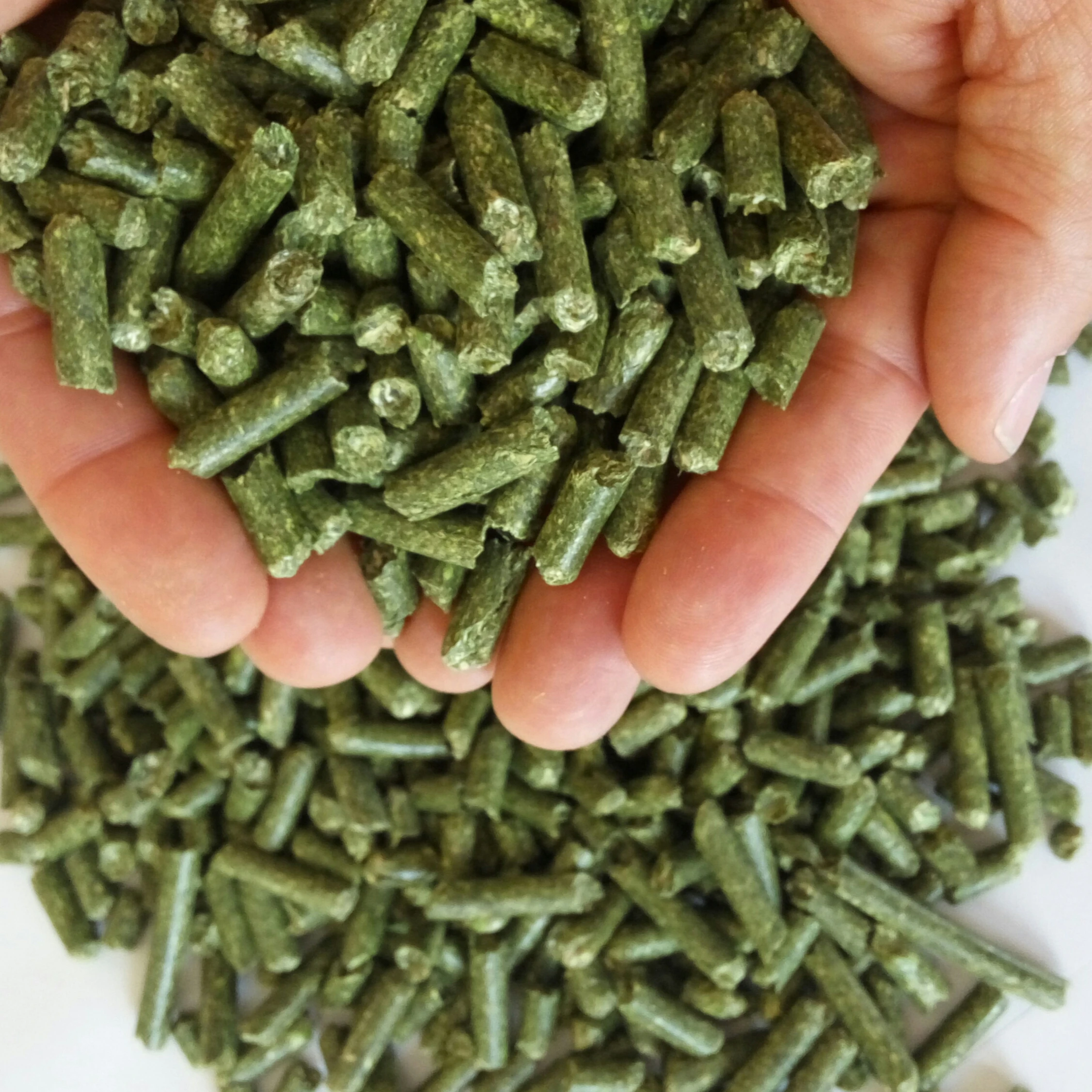 Alfalfa Hay / Timothy Alfalfa Hay / Rhode Hay Premium from USA best price