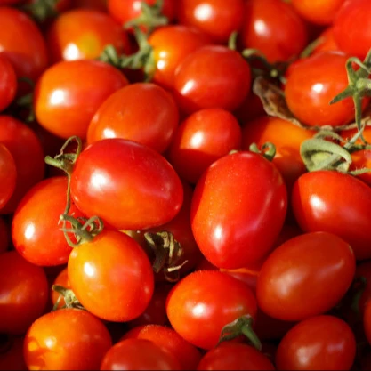 Red Tomatoes Red Fresh Tomatoes