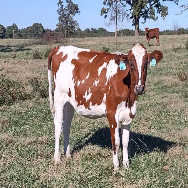 В наличии коровы