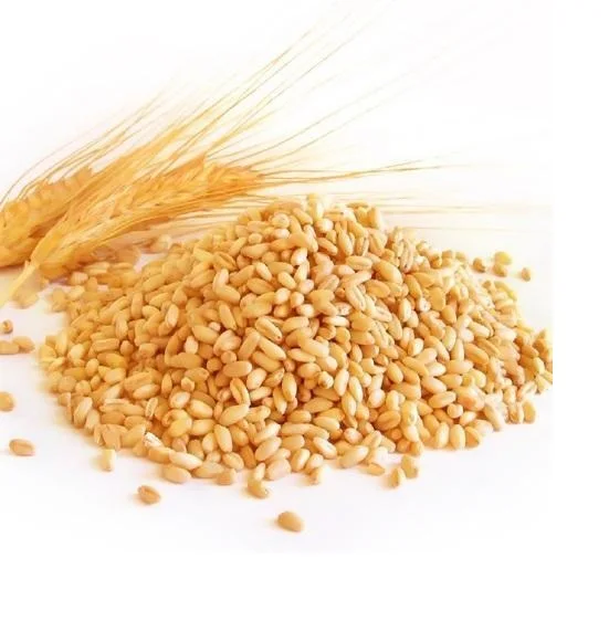 Оптовая продажа, Высококачественное натуральное зерно органической пшеницы по низкой цене по лучшей цене
