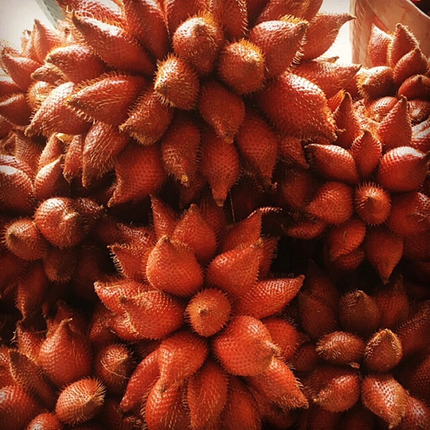 Best seller Fresh Salak Premium grade from Thailand by SP Organic International