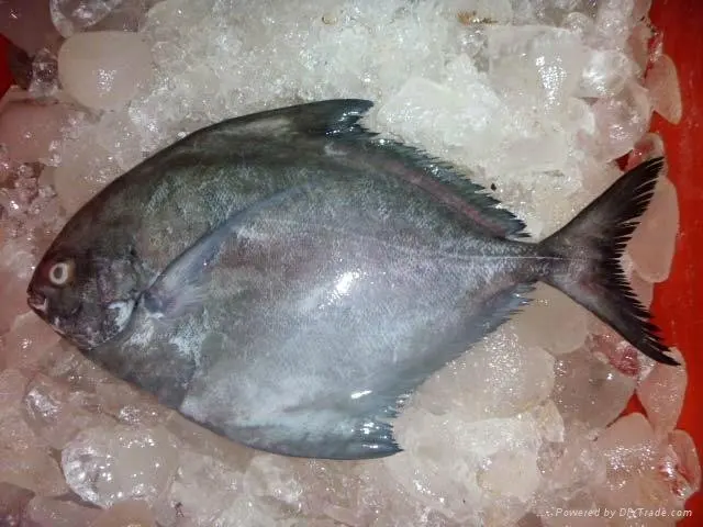 Quality Frozen Blackpomfret Fish export from Vietnam with good price(ThaiLien company, Ms Fiona +84908794118)