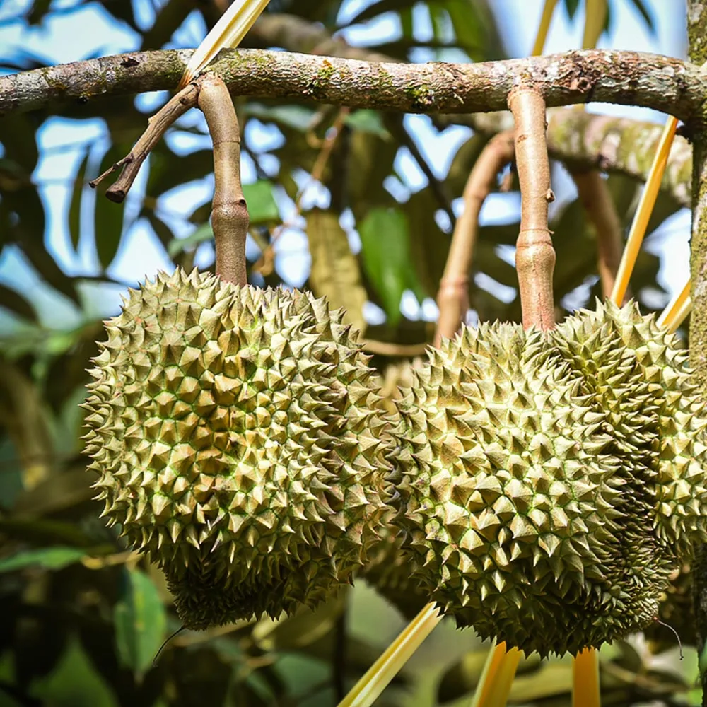 Король фруктов Таиланда свежие органические Золотые желтые дуриан мононги со сладким вкусом заказчика