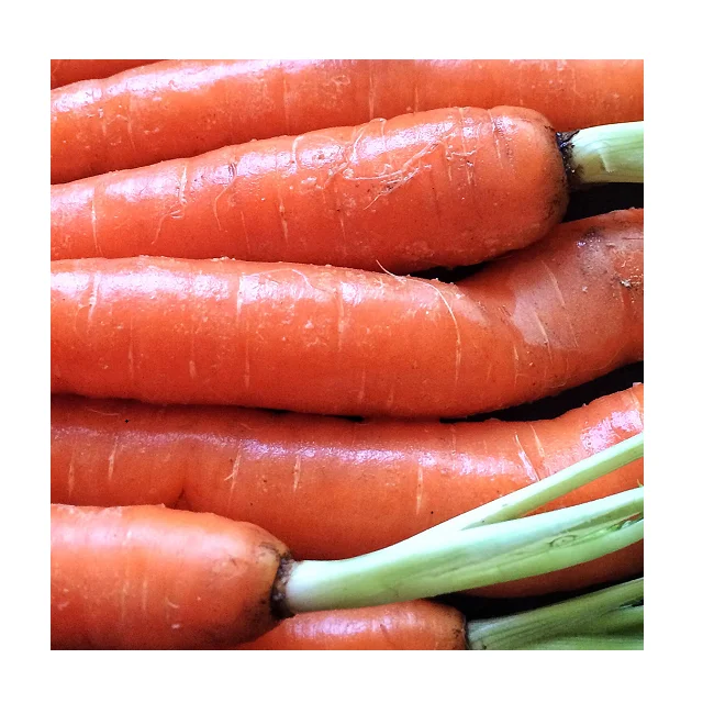 
100% Organic Natural Flavour Fresh Carrots In Wholesale Price 