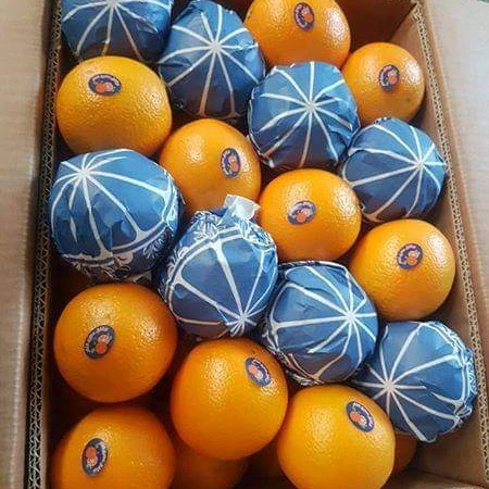 valencia orange malta 15kg egyptian premium quality class 1