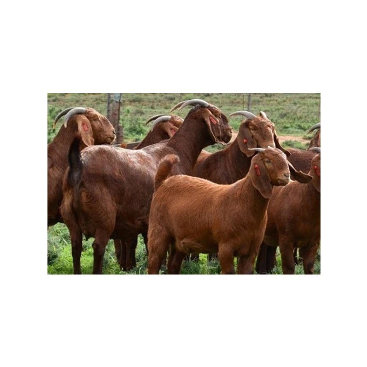 Kalahari Red Goats for Leather Purpose