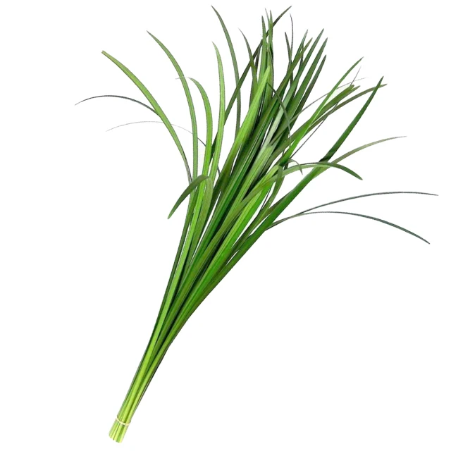 
High Quality Screwpine Leaf for Sale with Export Standard 