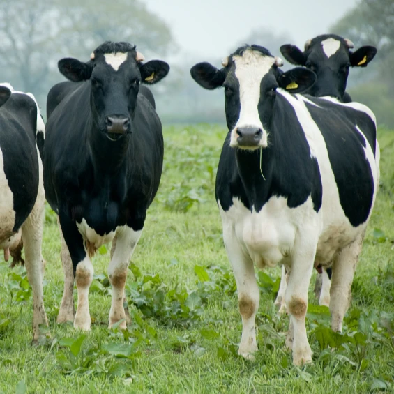 Здоровый живой для беременных Holstein Heifers коров/молочных