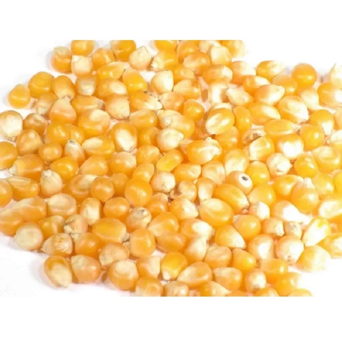 Buy Premium Quality Maize in Bulk from Direct Supplier Non GMO Maize