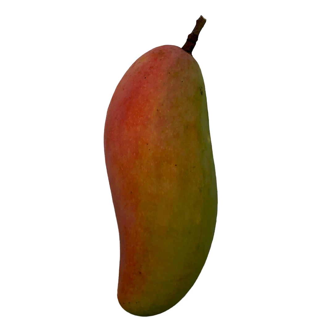 Premium Quality Imported Grade Mangoes Fruit Temperature measuring Top Grade Selecting  for Consuming  from Thailand Mahachanok
