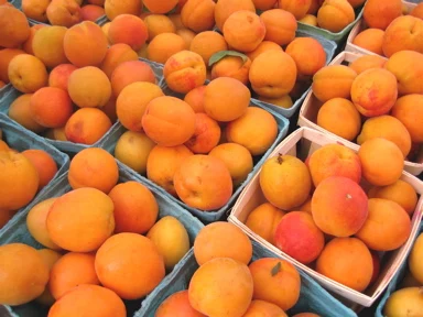 
Top Quality Fresh Apricot, Organic Fresh Apricot, Fresh Apricot Fruit Supplier 