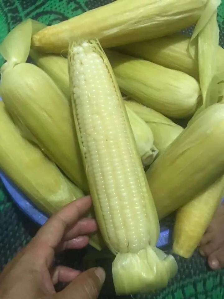 
Fresh Corn From Vietnam 