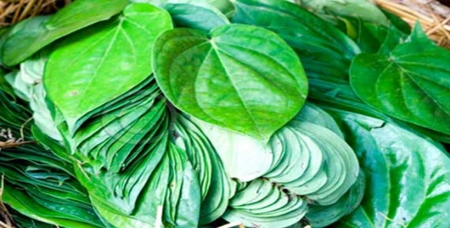
Betel leaf/ organic Betel leaves - Fresh high-quality betel leaf from India 