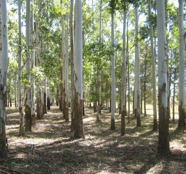 FRESH CUT EUCALYPTUS LOGS FOR SALE
